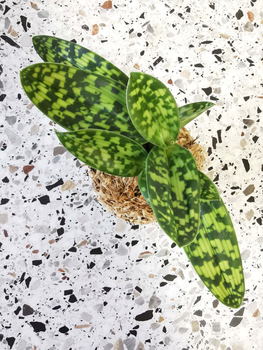 Paphiopedilum maudiae femma