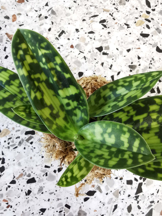 Paphiopedilum maudiae femma