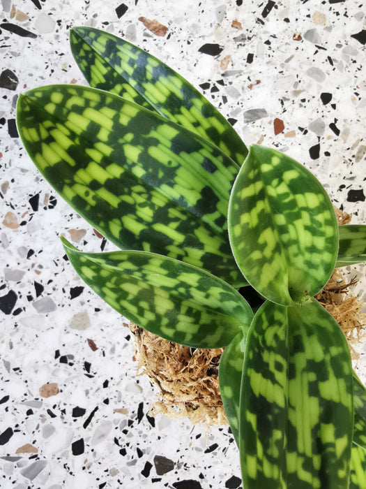 Paphiopedilum maudiae femma