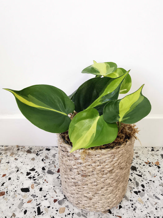 Philodendron scandens brasil