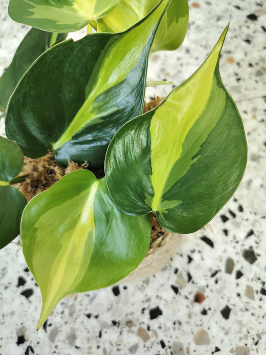 Philodendron scandens brasil