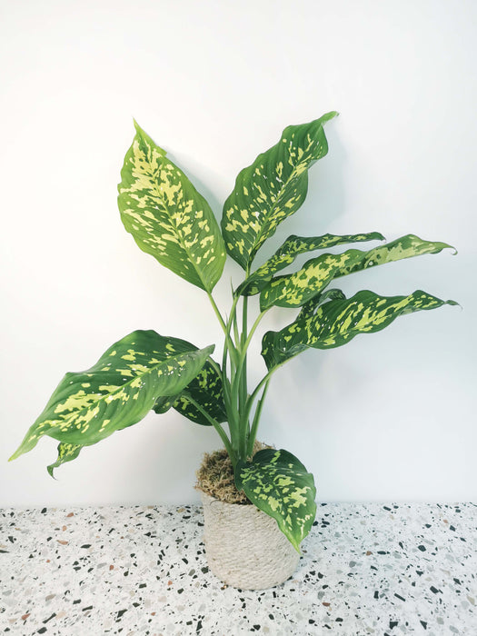 Dieffenbachia cheetah (Large)