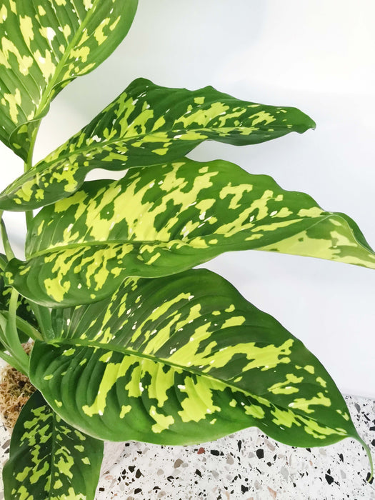 Dieffenbachia cheetah (Large)