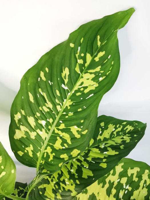 Dieffenbachia cheetah (Large)