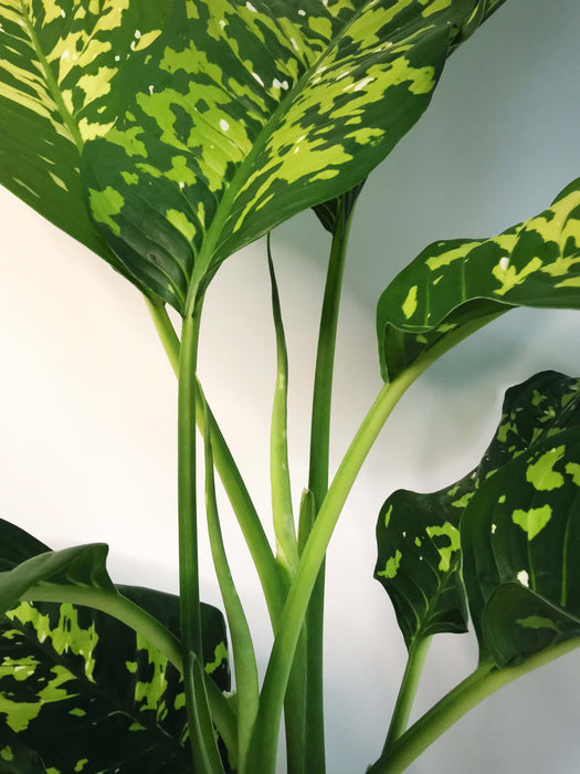 Dieffenbachia cheetah (Large)