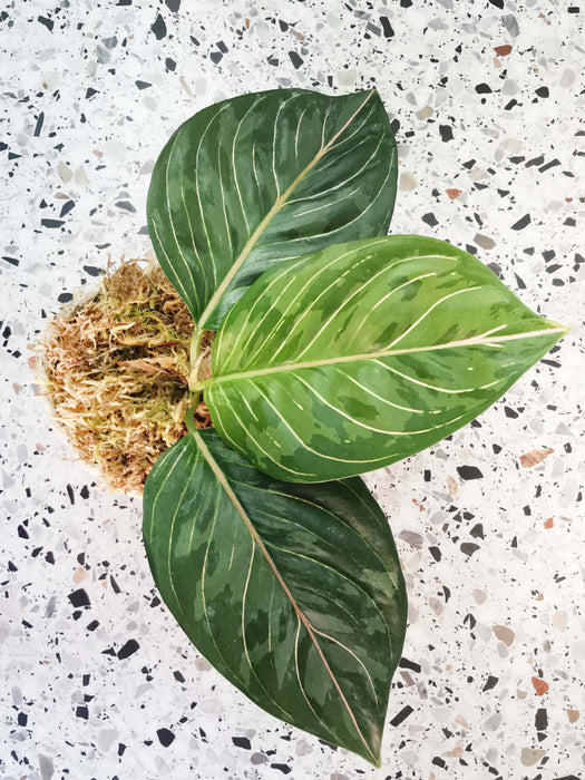 Aglaonema army suroso