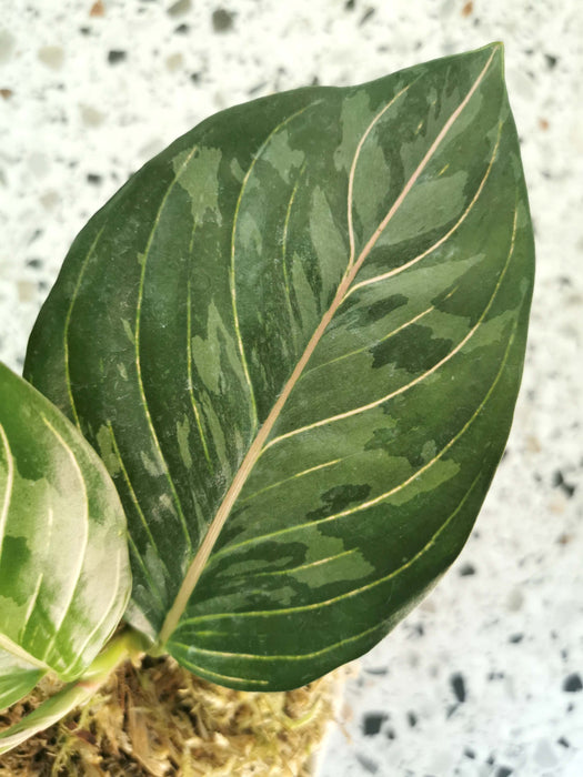 Aglaonema army suroso