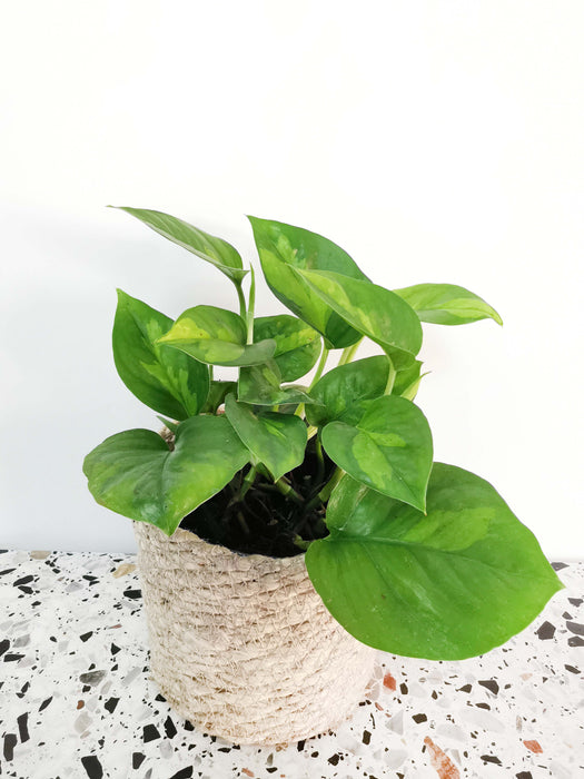 Scindapsus pothos Global Green