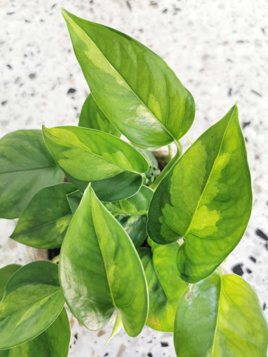 Scindapsus pothos Global Green