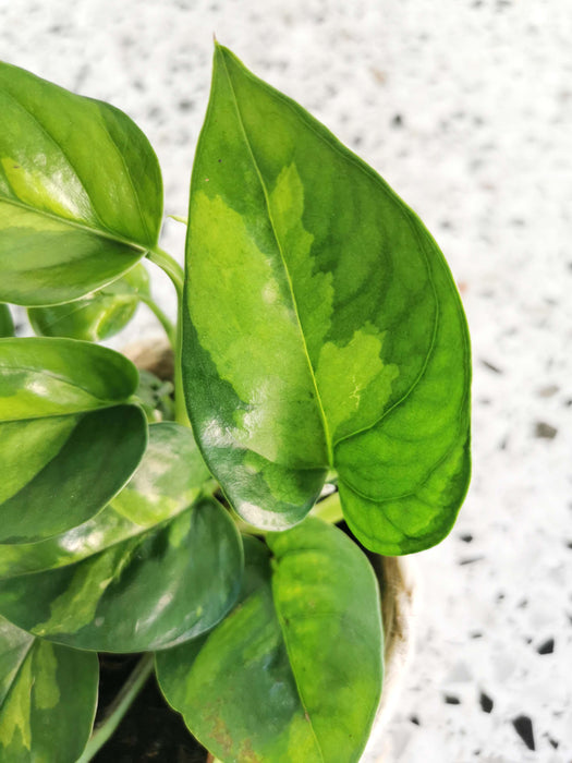 Scindapsus pothos Global Green