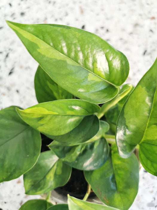 Scindapsus pothos Global Green