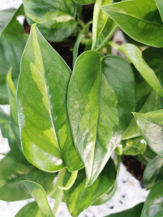 Scindapsus pothos Global Green