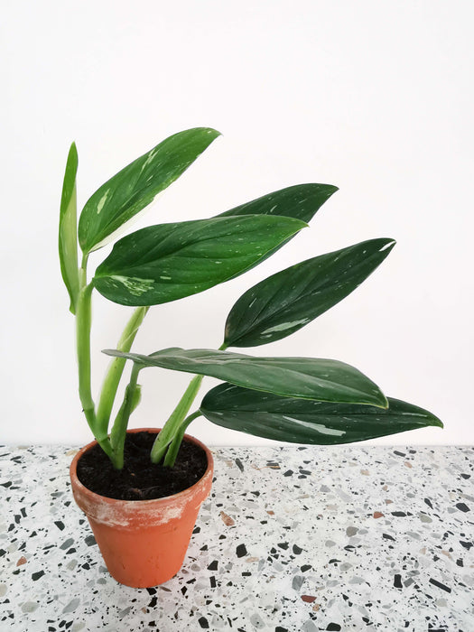 Monstera Standleyana / Philodendron cobra