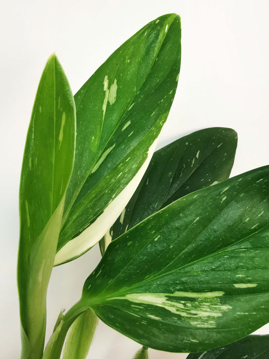 Monstera Standleyana / Philodendron cobra