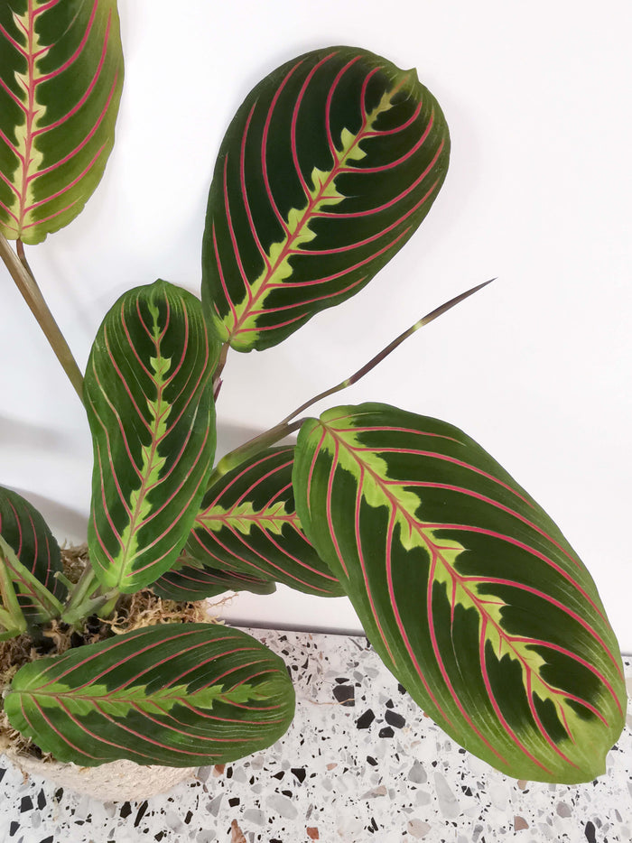 Maranta