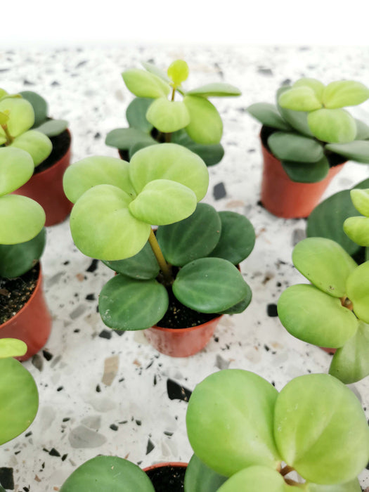 Peperomia tetraphylla hope (Small)