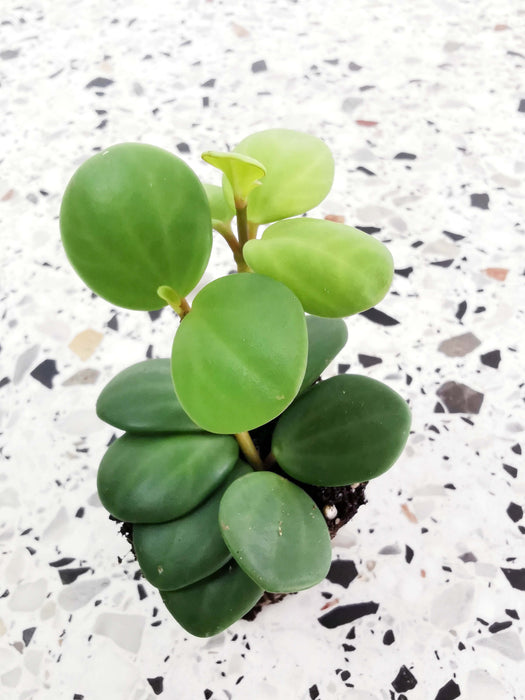 Peperomia tetraphylla hope (Small)