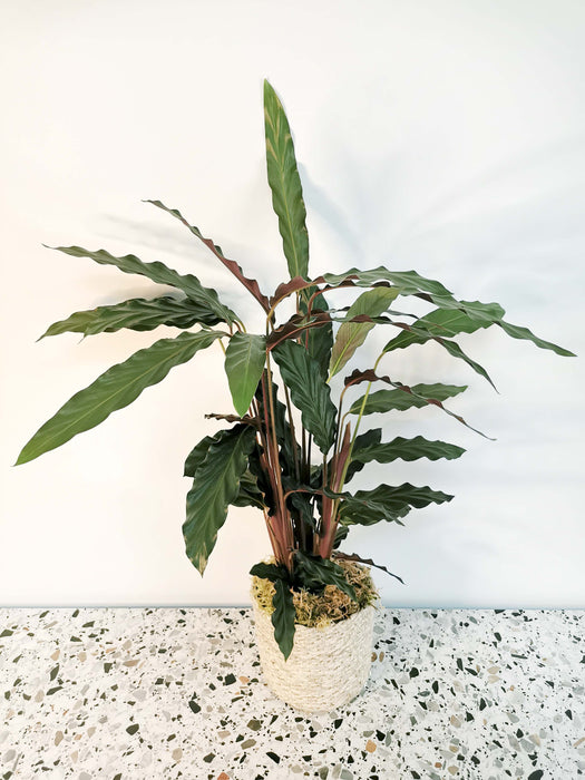 Calathea Rufibarba