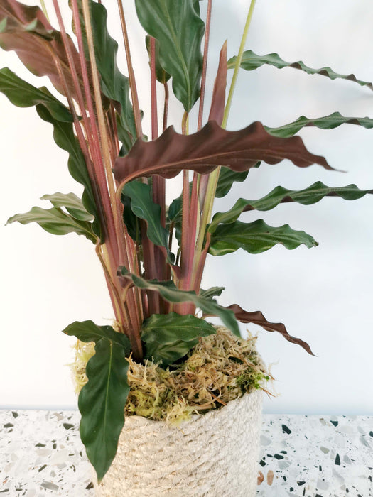 Calathea Rufibarba