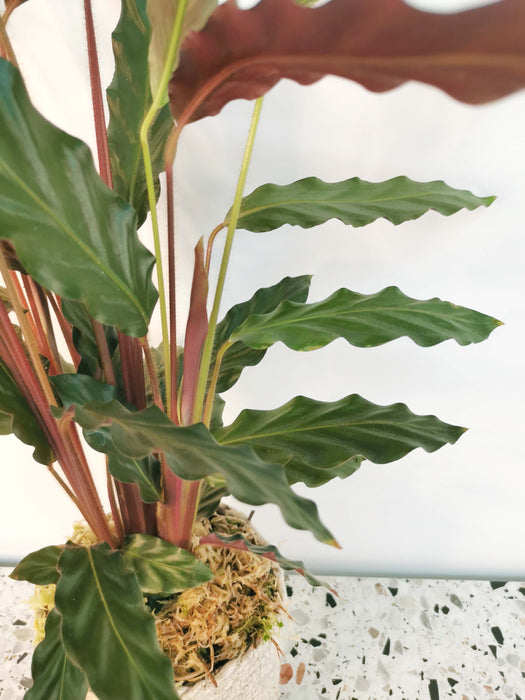 Calathea Rufibarba
