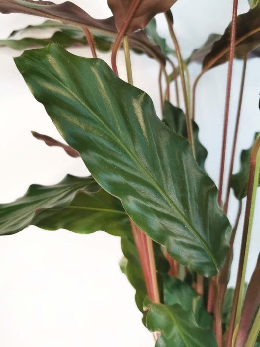 Calathea Rufibarba