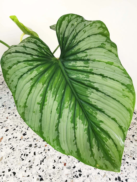 Philodendron mamei