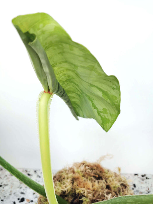 Philodendron mamei
