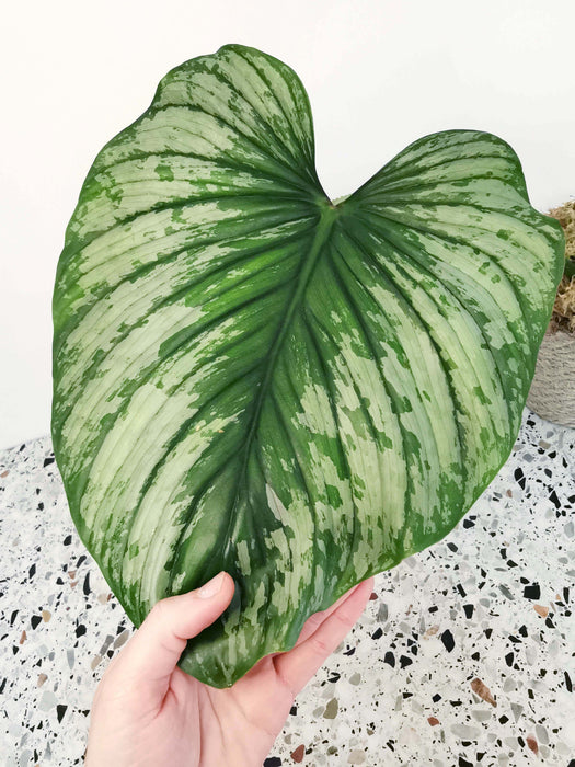 Philodendron mamei