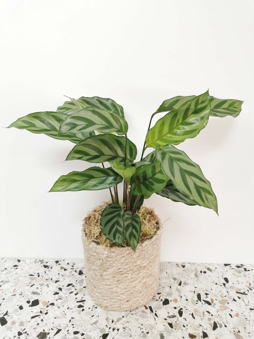 Calathea freddie
