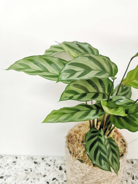 Calathea freddie