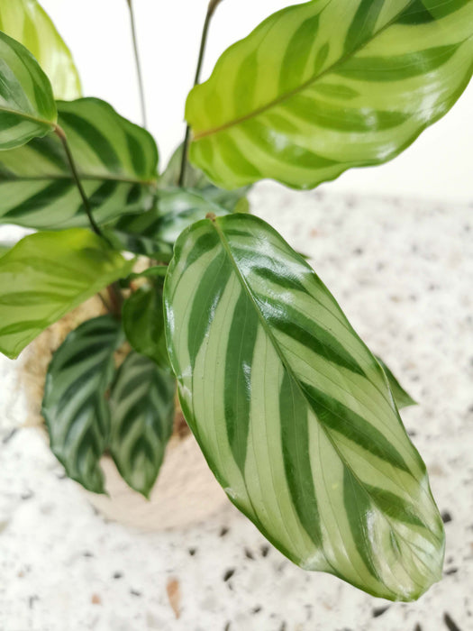 Calathea freddie