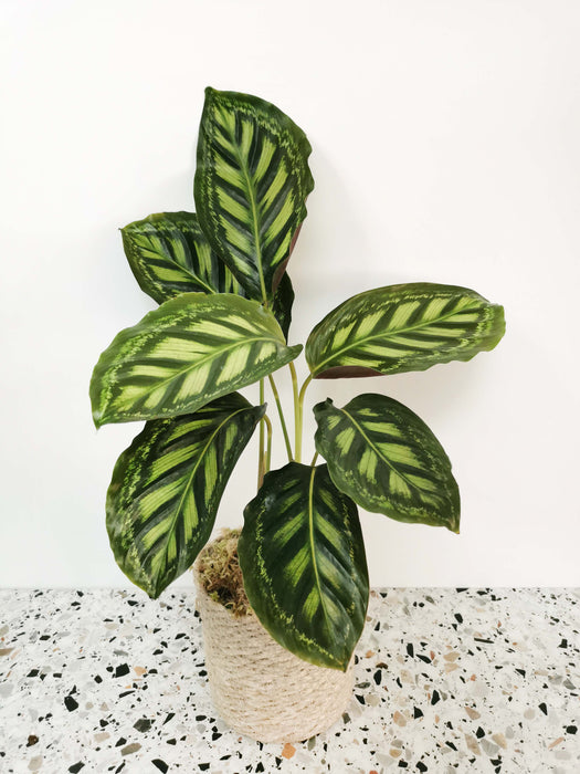 Calathea flamestar