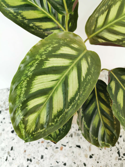 Calathea flamestar