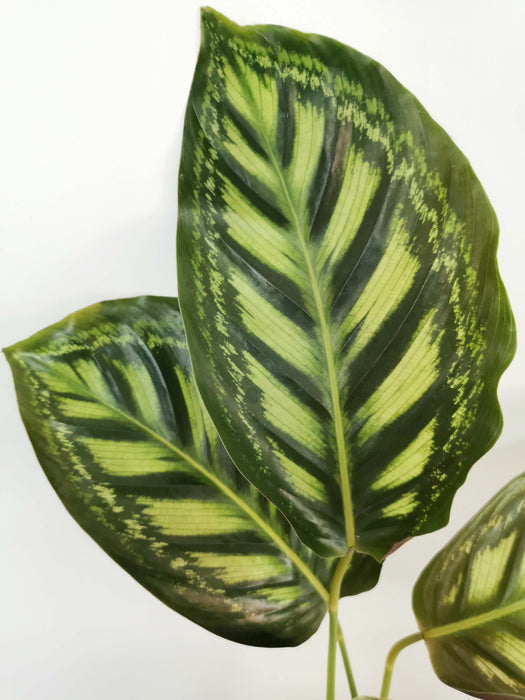 Calathea flamestar