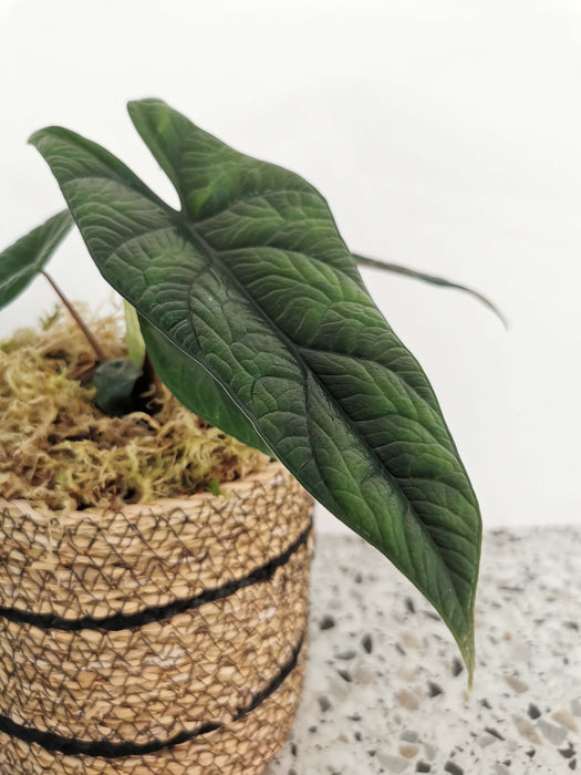 Alocasia scalprum