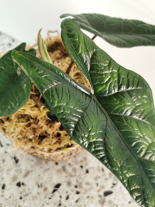 Alocasia scalprum