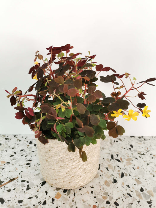 Oxalis articulata