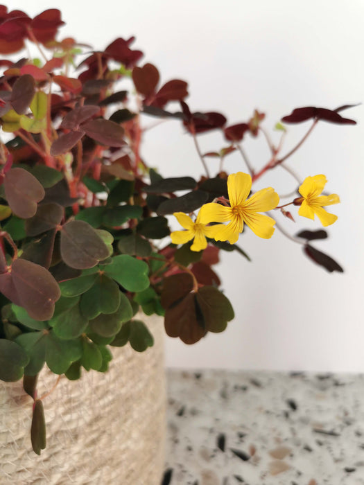 Oxalis articulata