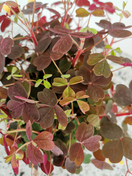 Oxalis articulata