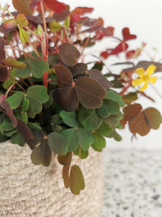 Oxalis articulata