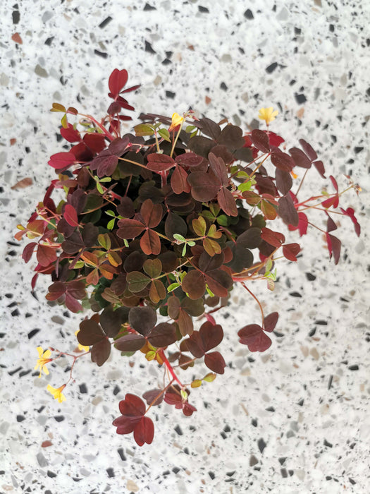Oxalis articulata