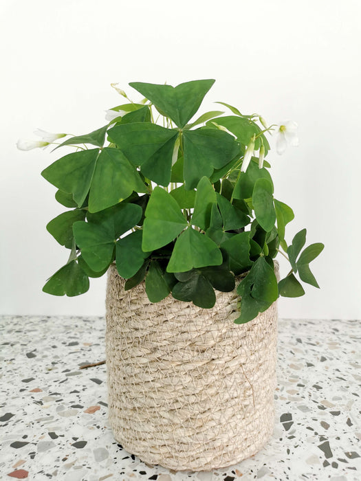 Oxalis triangularis birgit