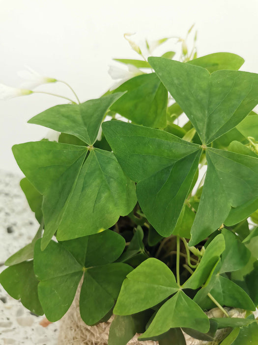 Oxalis triangularis birgit
