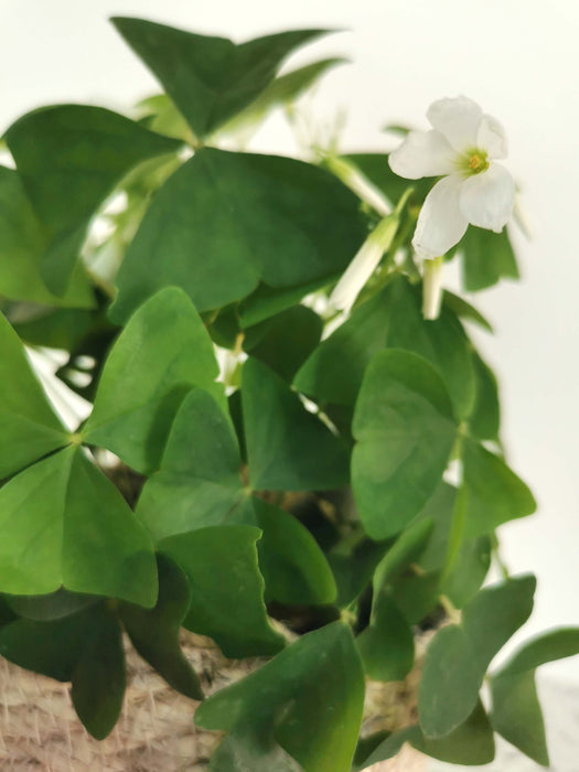 Oxalis triangularis birgit