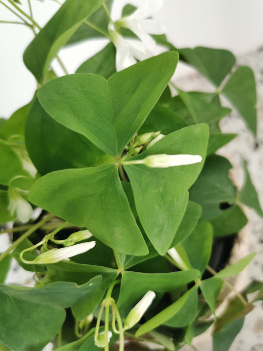 Oxalis triangularis birgit