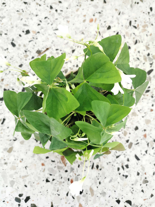 Oxalis triangularis birgit