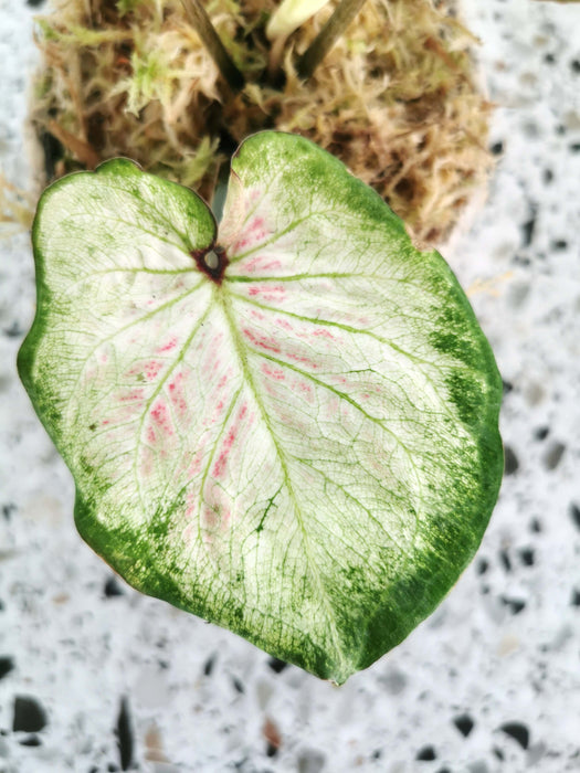 Caladium candidum SMALL