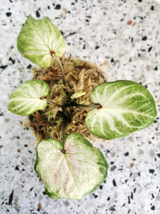 Caladium candidum SMALL