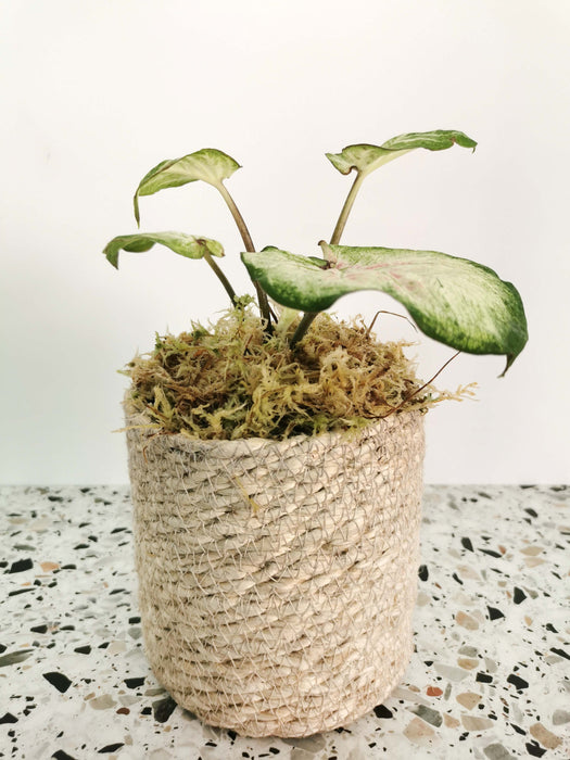 Caladium candidum SMALL