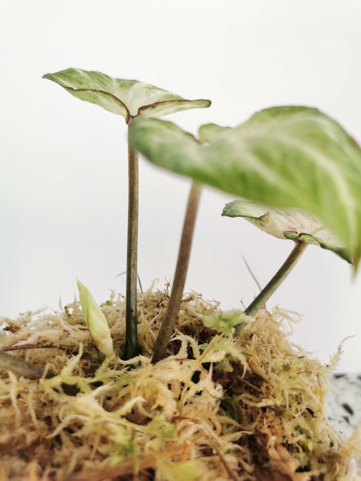 Caladium candidum SMALL